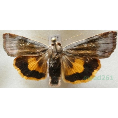 Noctua janthe (Borkhausen, 1792) Rolnica przepaska Czech67f